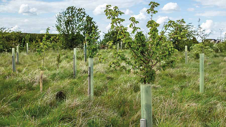 Tree Planting 101