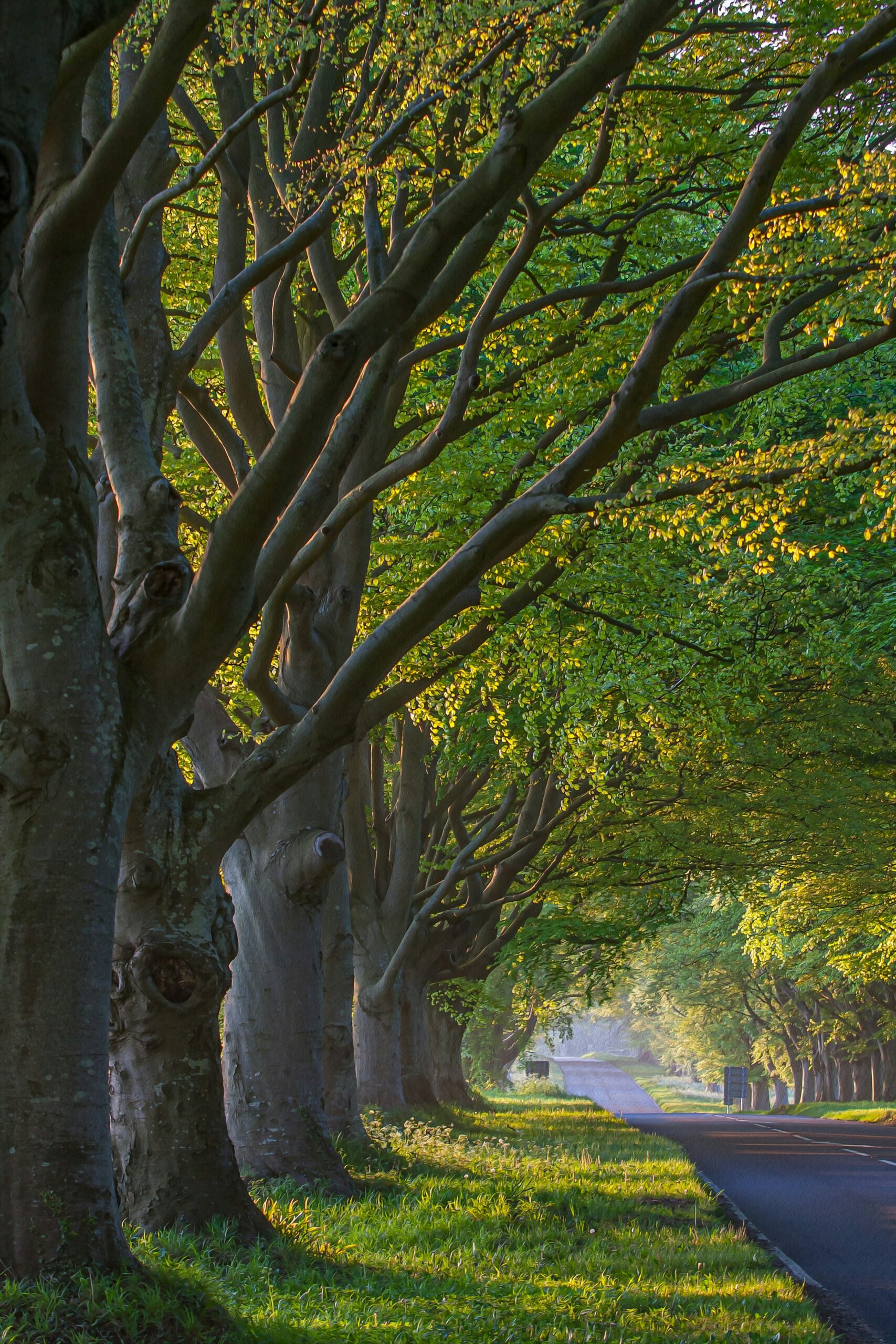 Why Plant Trees?