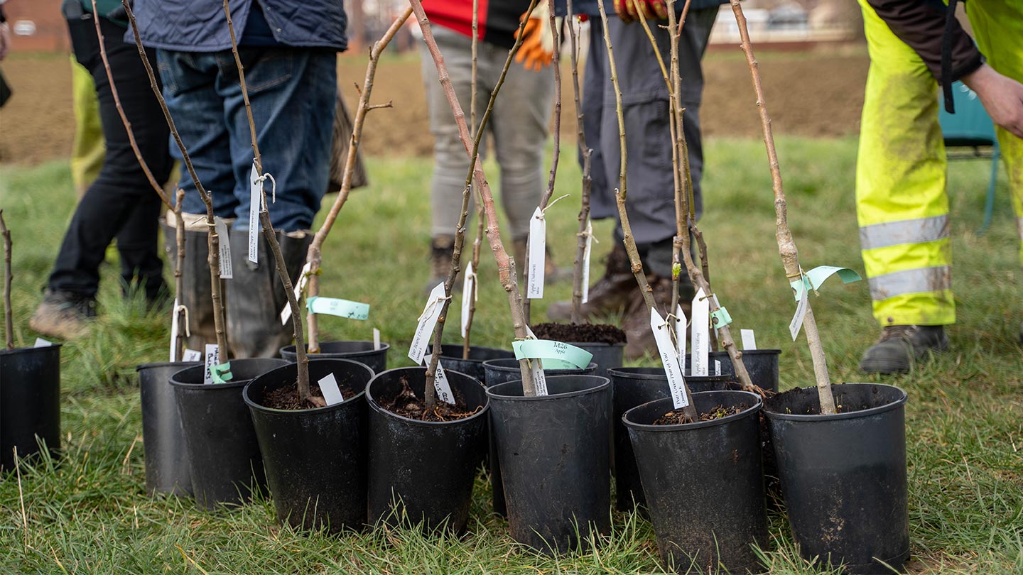 Choosing the Right Tree