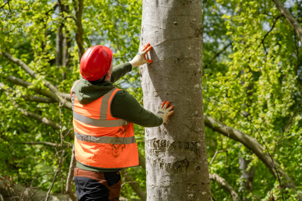 Tree Risk Assessment for Grounds Teams Certification