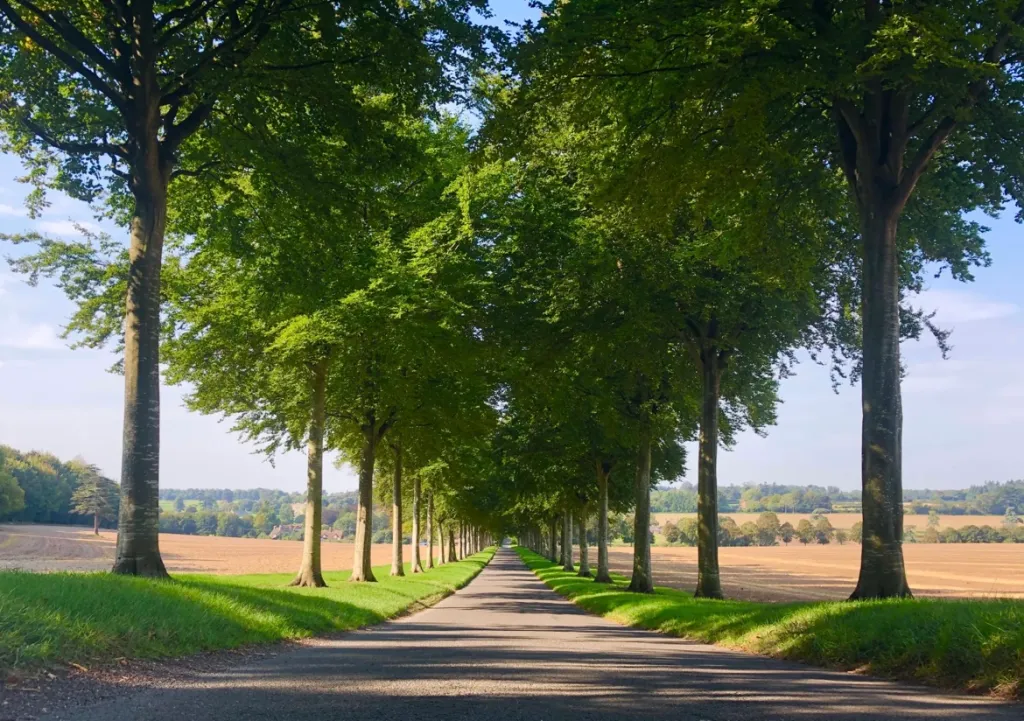Safe Manual Handling for Tree Surgeons and Forestry Workers