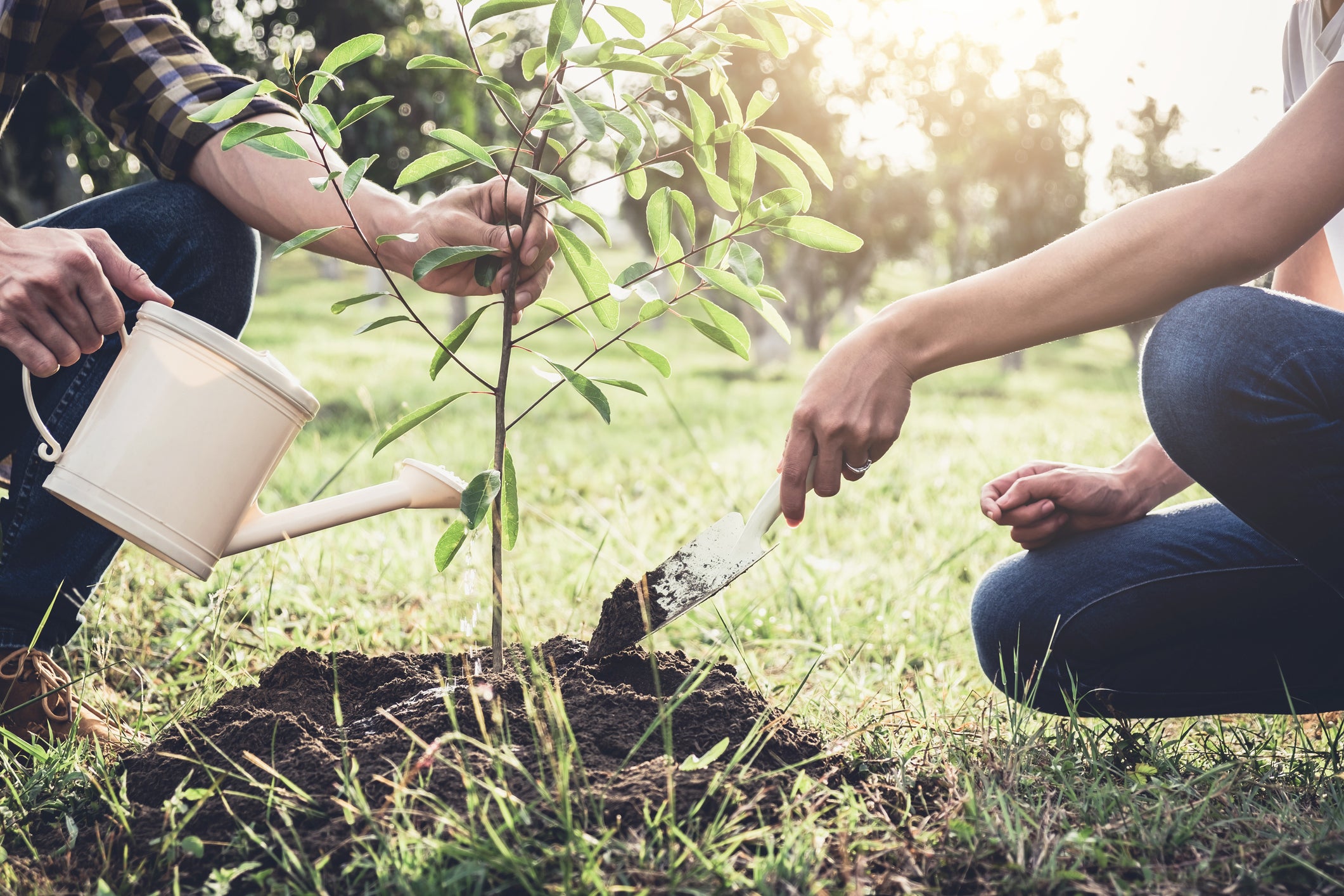 Tree Watering, Mulching & Protection Techniques