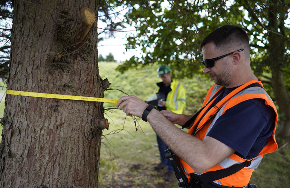 Tree Inspection & Surveying