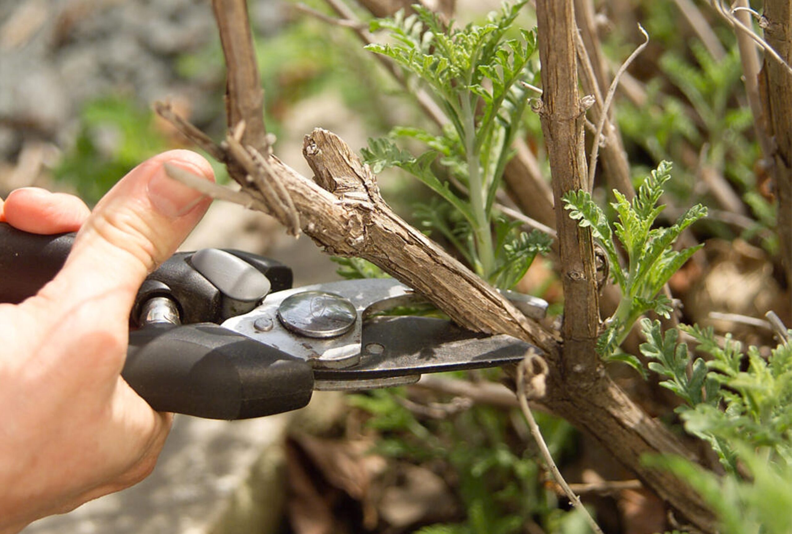 Basic Tree Pruning Techniques